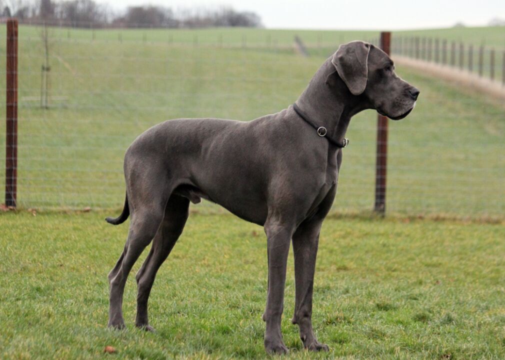 #32. Great Dane (tie)